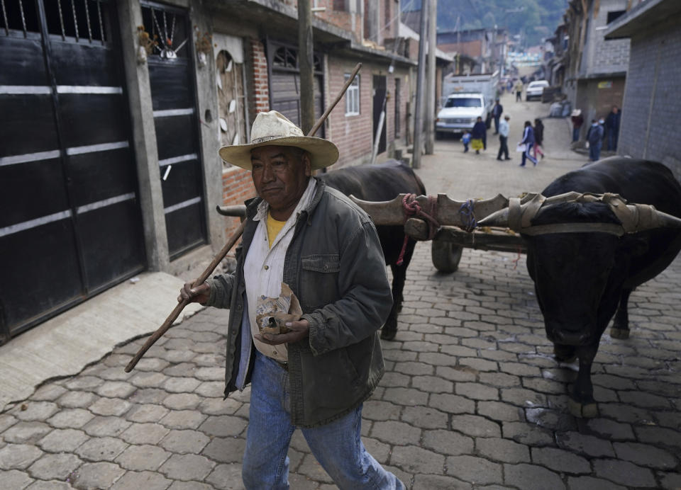 A farmer drives his oxen through the streets of the Puerpecha Indigenous community of Comachuen, Mexico, Wednesday, Jan. 19, 2022. Drovers head their teams of oxen into the surrounding hills to haul down freshly cut pine trunks on narrow carts. The traditional textiles, woodworking and construction live on in Comachuen, largely because such enterprises are funded by migrants who send money home to build houses here. (AP Photo/Fernando Llano)