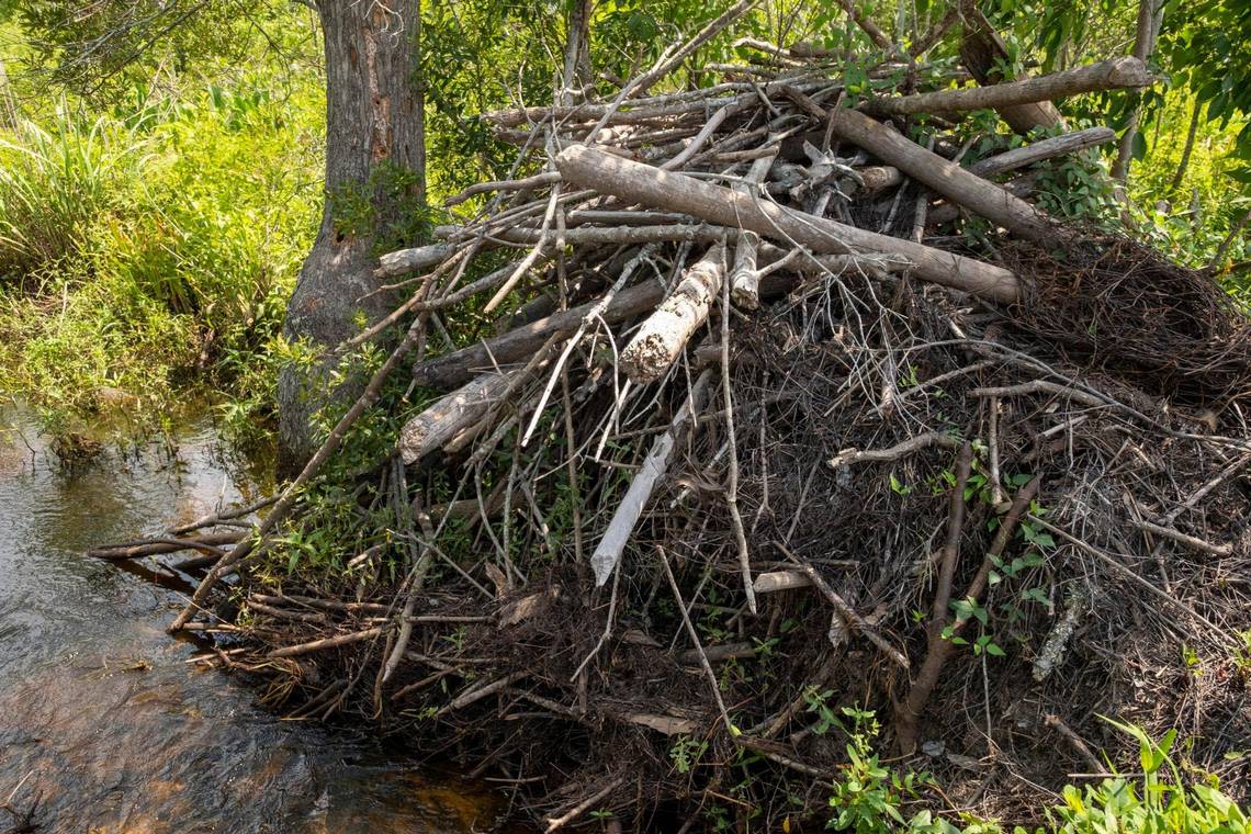 Horry stormwater cut a trench through a beaver dam to allow water to flow in the Burgess community. June 15, 2022.