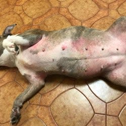 Before photo of a dog with a red, irritated belly