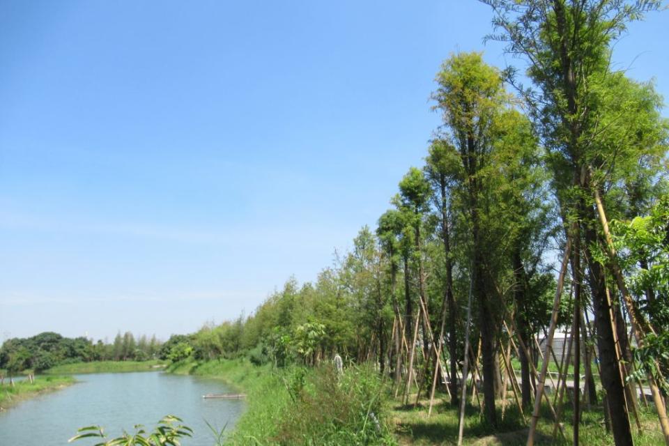 太康有機農業專區滯洪池旁，去年種植二百株落羽松。（記者陳佳伶攝）