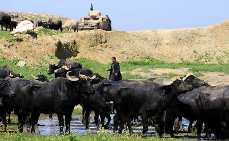 Buffaloes that belong to displaced Iraqi farmers from Badush, northwest of Mosul, who fled their village and later returned to retrieve them are seen as the battle against Islamic State's fighters continues in Mosul, Iraq, March 25, 2017. REUTERS/Youssef Boudlal