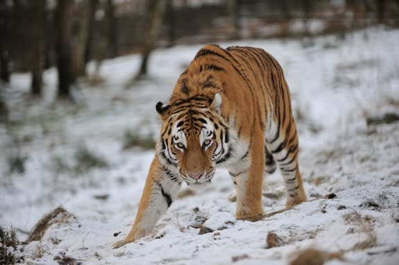 Frozen body of slain rare Amur tiger, the world's largest cat, found in  Russian Far East