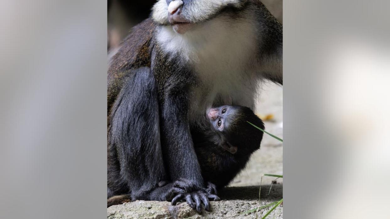 <div>The Schmidt’s guenon infant with its mother Bam. (Zoo Atlanta)</div>