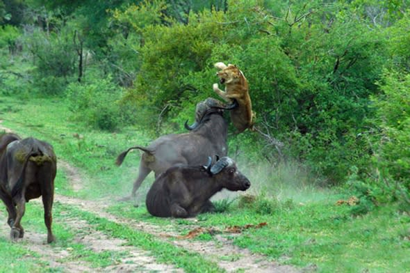 Lion thrown through the air by angry buffalo