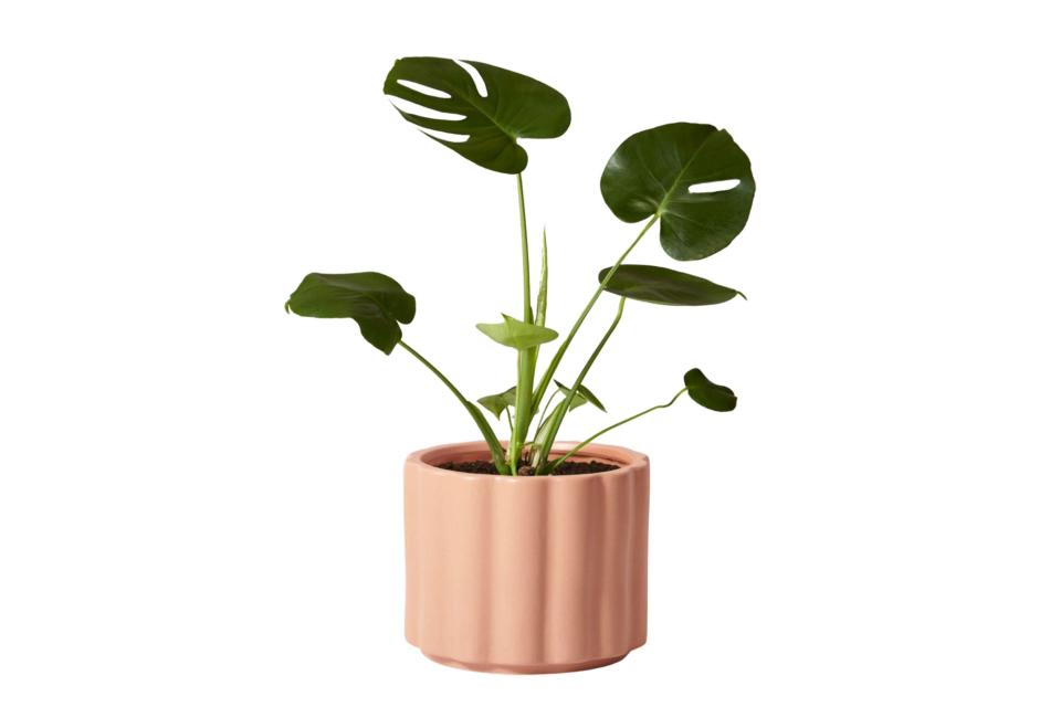 The Sill Monstera and Balboa (was $60, now 32% off)