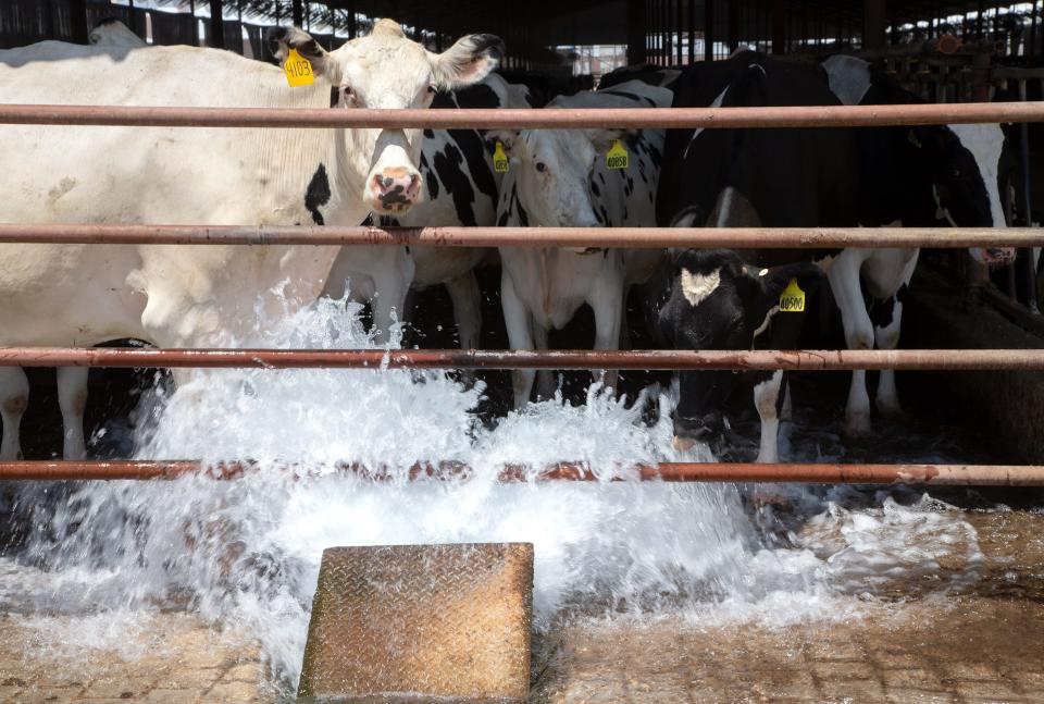 A cow puts his head down to drink water next to other cows at Butterfield Dairy in Buckeye on June 29.