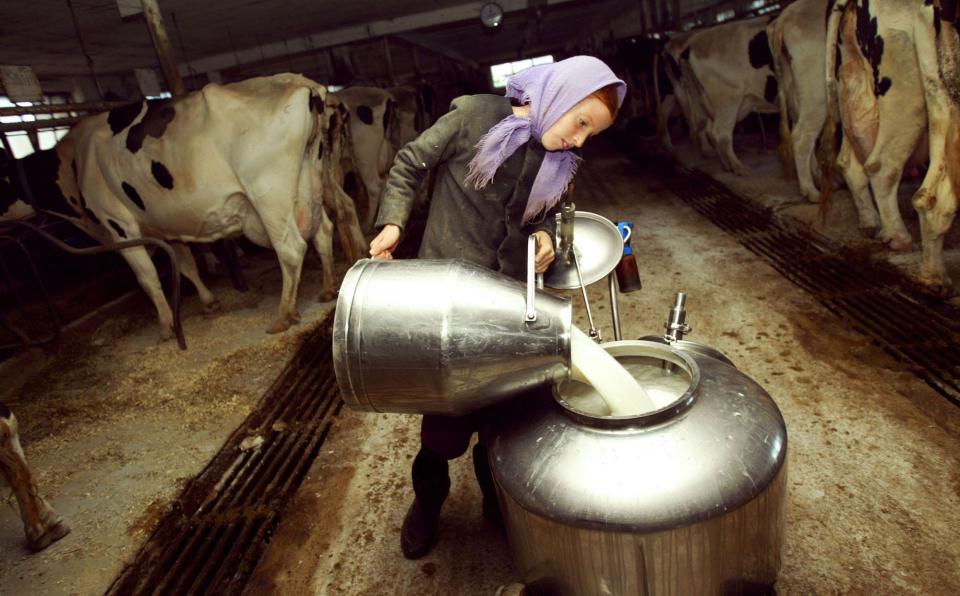 Amish girl Elizabeth Stoltzfus pours milk after a mass cow milking October 22, 2003 in Wakefield, Pennsylvania.