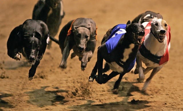 Westmead Hawk (left) winning the 2006 English Greyhound Derby