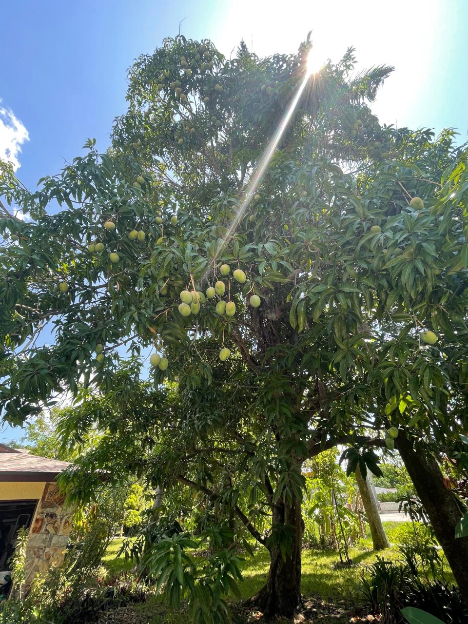 The Fort Myers mango tree at the heart of Annabelle Tometich's new memoir, "The Mango Tree"