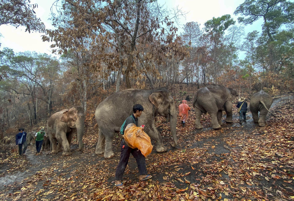 In this Thursday, April 30, 2020, photo provided by Save Elephant Foundation, a herd of 11 elephants walk with guides during a 150-kilometer (93 mile) journey from Mae Wang to Ban Huay in northern Thailand. Save Elephant Foundation are helping elephants who have lost their jobs at sanctuary parks due to the lack of tourists from the coronavirus pandemic to return home to their natural habitats.. (Save Elephant Foundation via AP)