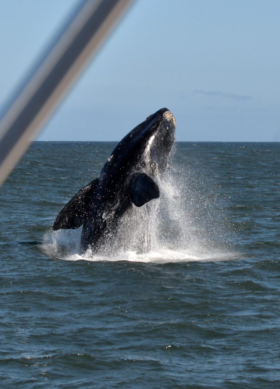 A Southern Right Whale breaches on September 5, 2013 in Hermanus, which has become known as a mecca for whale watching. During the southern hemisphere winter months (June - October) the Southern Right Whales migrate to the coastal waters of South Africa, with in excess of 100 whales known to be in the Hermanus area. Whilst in the area, the whales can be seen with their young as they come to Walker Bay to calve and mate.  AFP PHOTO / ALEXANDER JOE