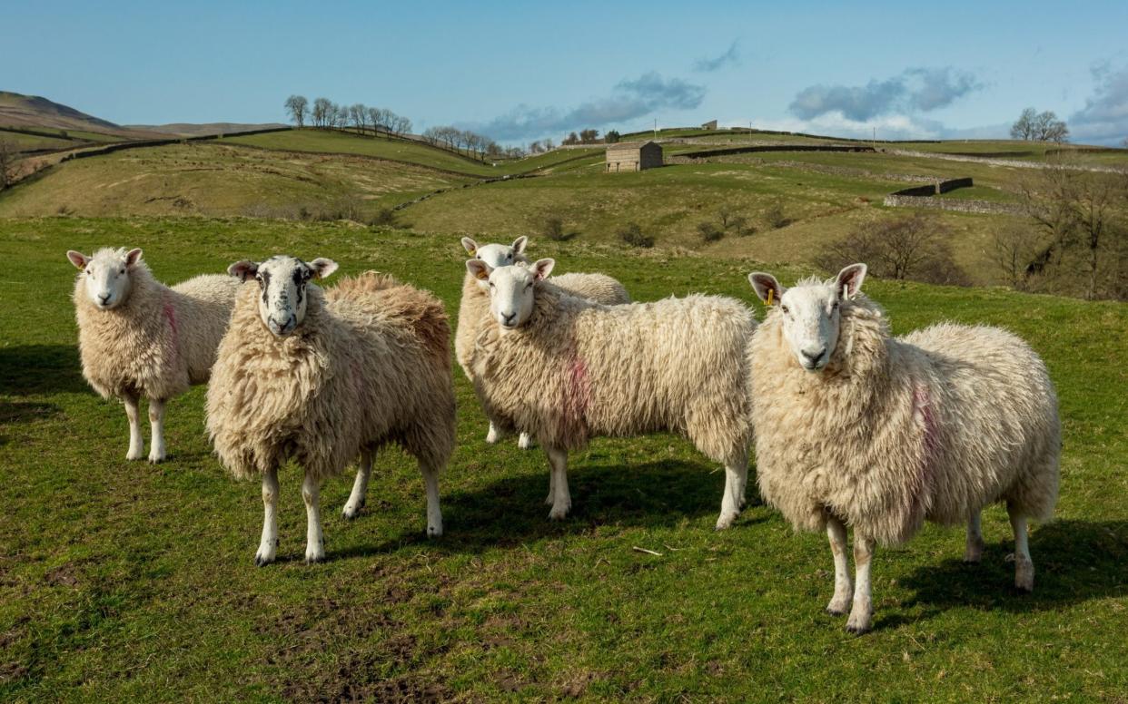 A flock of pregnant Cheviot Ewes in the Yorkshire Dales - iStockphoto