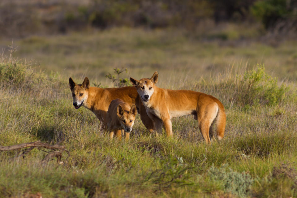 Three dingoes standing in the grass at Cape Range National Park.