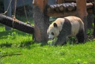 <p>Ein Panda im chinesischen Shenyang Forest Wild Zoo läuft durch den Wasserstrahl einer Sprinkleranlage. Die heißen Temperaturen im Osten Chinas machen den meisten Tieren zur Zeit zu schaffen – da ist jede Abkühlung willkommen! (Bild: Photo by VCG/Getty Images) </p>