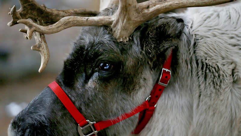 A reindeer named Thunder stands in Branchburg, N.J. on Dec. 16, 2018. Finding food in a cold, barren landscape is challenging, but researchers from Dartmouth College in New Hampshire and the University of St. Andrews in Scotland report that reindeer eyes may have evolved to allow them to easily spot their preferred meal. 