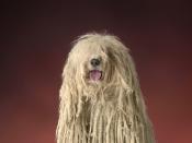 <p>This dog may look like a walking mop, but Dog Time says these unique dogs <a href="https://dogtime.com/dog-breeds/komondor#/slide/1" rel="nofollow noopener" target="_blank" data-ylk="slk:don't need to be brushed and shed minimally;elm:context_link;itc:0;sec:content-canvas" class="link ">don't need to be brushed and shed minimally</a>. That doesn't mean owners don't have to maintain their coats — according to the AKC, these dogs don't have their "cords" brushed out, but they do <a href="https://www.akc.org/dog-breeds/komondor/" rel="nofollow noopener" target="_blank" data-ylk="slk:have to be bathed and shampooed regularly;elm:context_link;itc:0;sec:content-canvas" class="link ">have to be bathed and shampooed regularly</a>. </p>