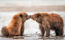 <p>Two brown bear cubs interact and appear to kiss at the Lake Clark National Park, Alaska. (Photo: Nathaniel Smalley/Caters News) </p>