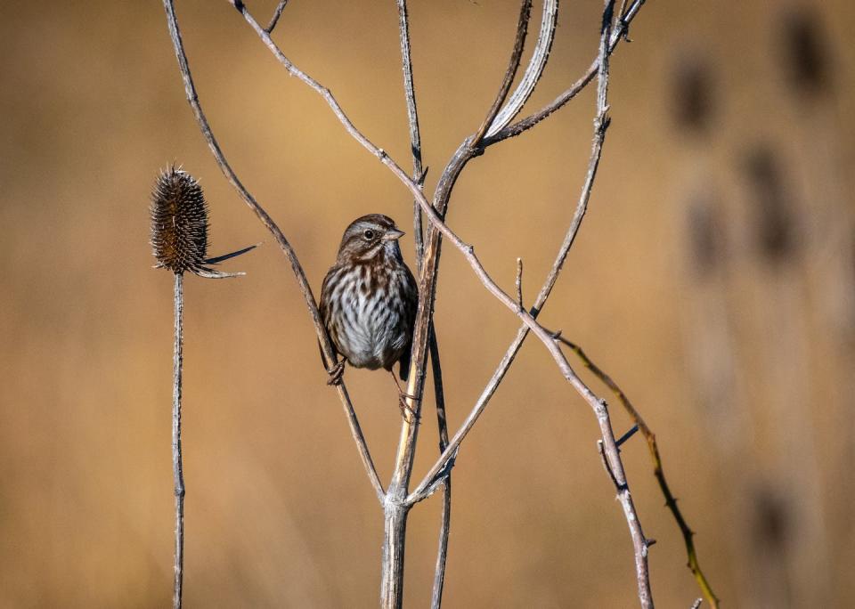 A song sparrow in the grasslands of Oregon. <a href="https://www.shutterstock.com/image-photo/song-sparrow-perched-grasslands-oregon-1528511876" rel="nofollow noopener" target="_blank" data-ylk="slk:John Yunker/Shutterstock.com;elm:context_link;itc:0;sec:content-canvas" class="link ">John Yunker/Shutterstock.com</a>