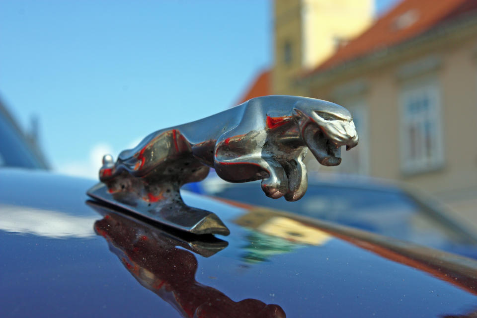 Closeup of a jaguar