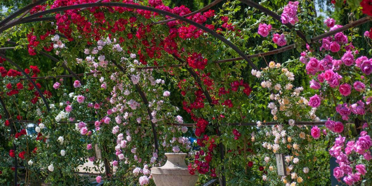 best roses to grow