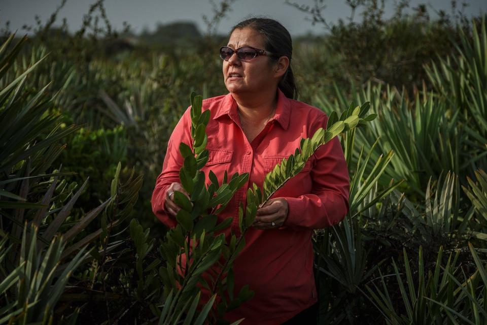 Melissa Tolbert, Palm Beach County Environmental Resources Management environmental program supervisor holds a four-petal paw paw plant during a media tour at Juno Dunes natural area in Juno Beach, Fla., on October 3, 2023.