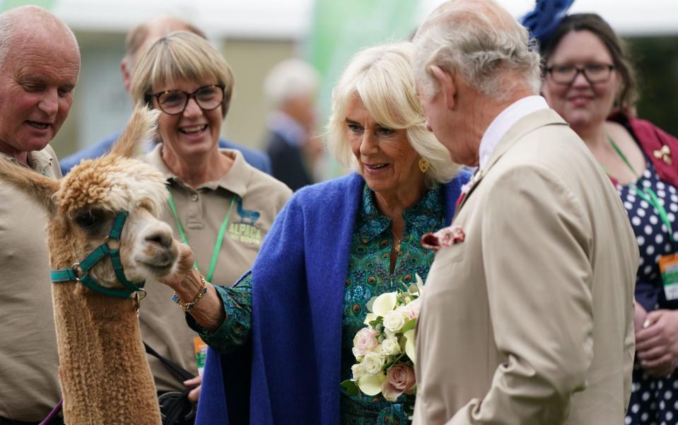 The Queen was spotted giving one of the alpacas an affectionate pat