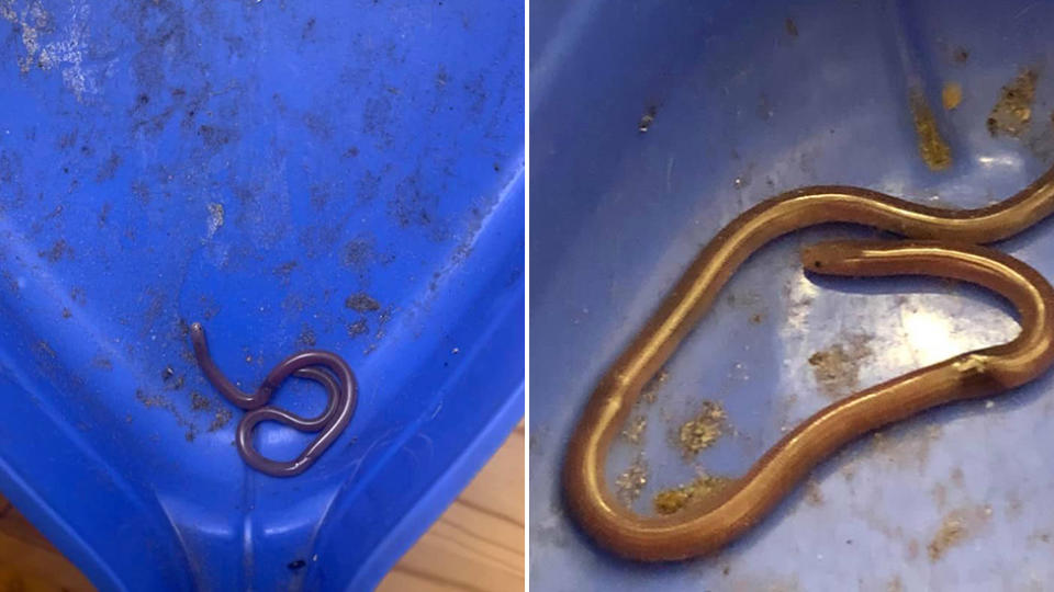 Picture of the blind snake, in a dust pan, for size comparison. The blind snake is thin and not very long