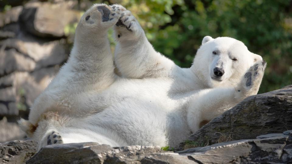 Polar bear at the zoo