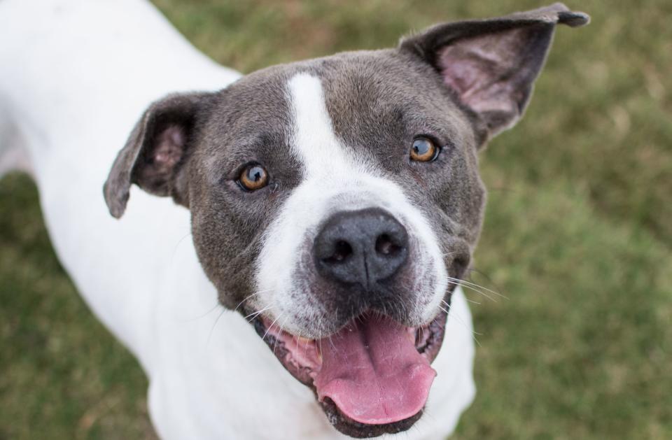 Mr. Big, described as having a "bright and shining personality" despite being treated cruelly by previous owners, is one of 20&nbsp;shelter dogs in the Atlanta area participating in "Home for the Pawlidays."