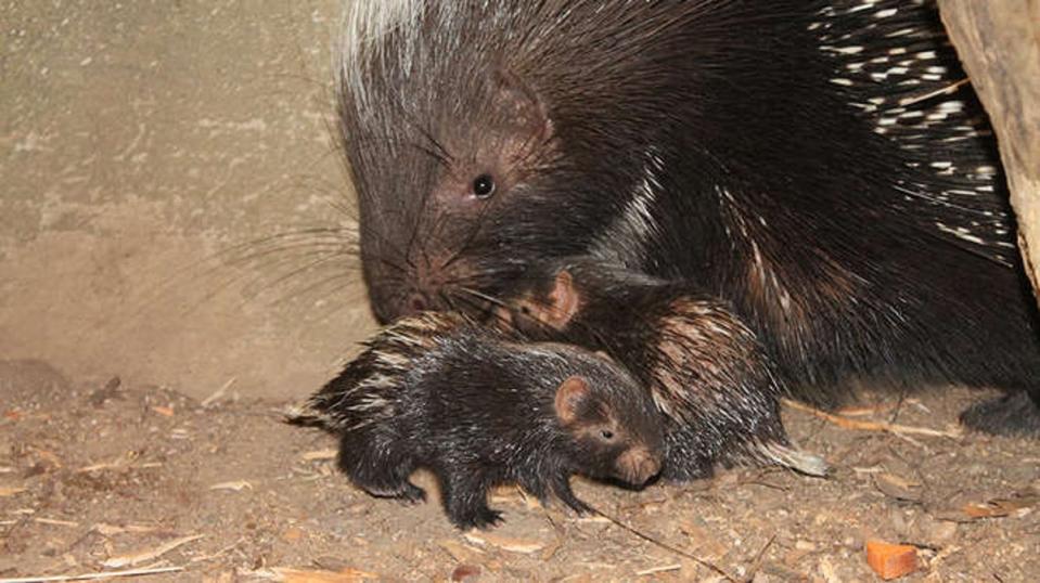 Baby porcupines are the latest attraction at London Zoo (London Zoo)