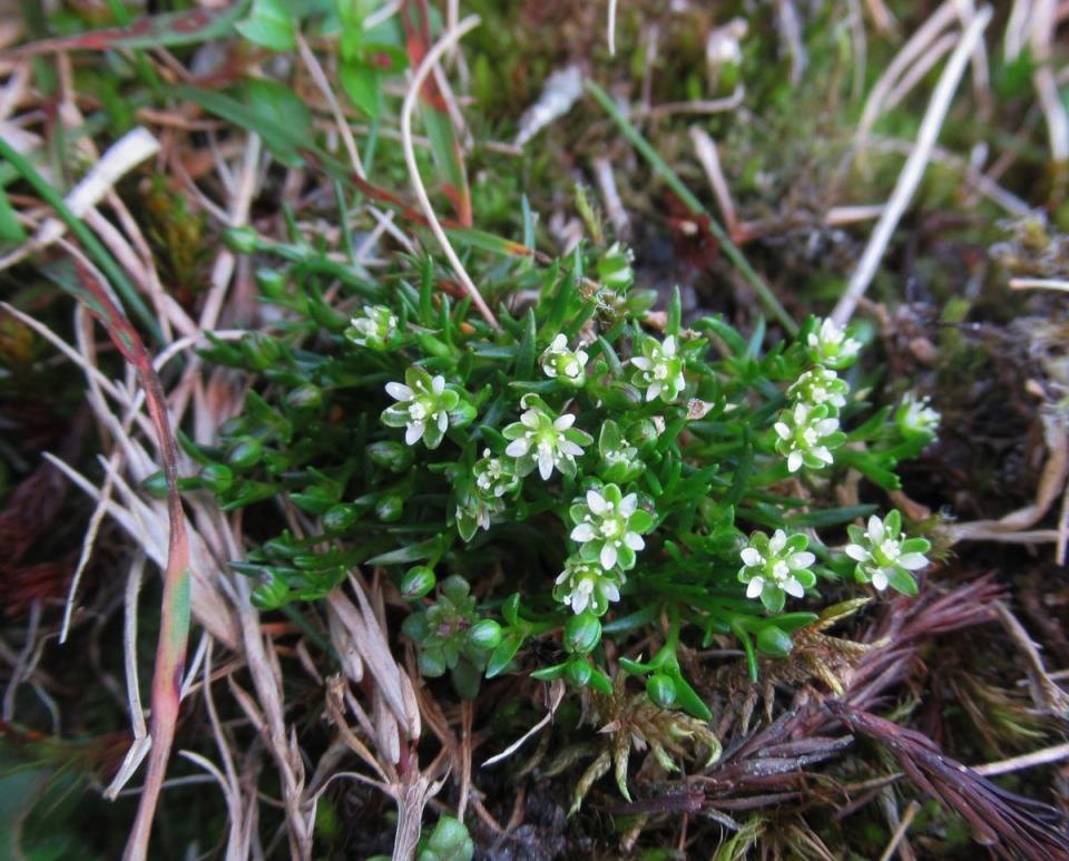 Snow pearlwort is among mountain plants that could become extinct due to climate change. (Sarah Watts/University of Stirling)