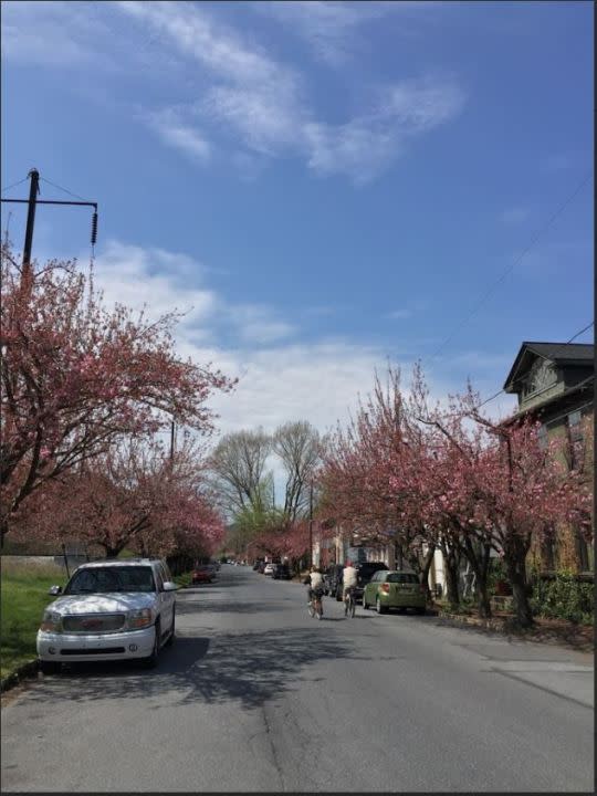 Marietta Cherry Blossoms