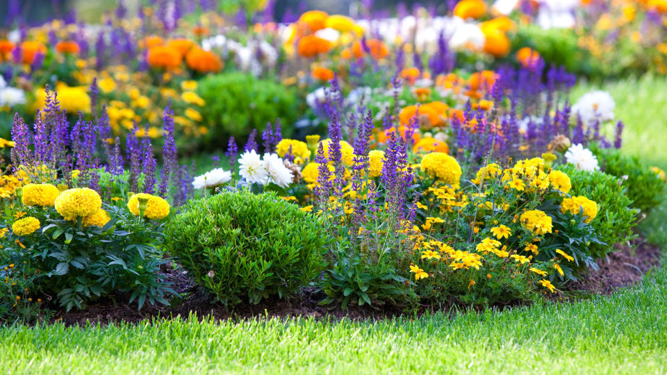 A flower bed filled with flowers