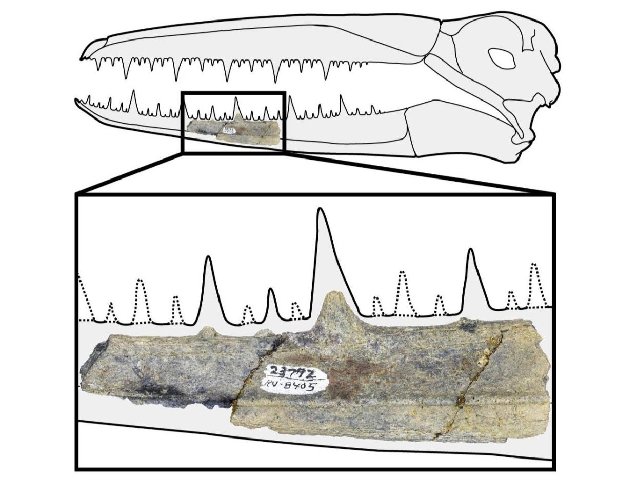 This 40-million-year-old fossil skull fragment suggests the bird’s head alone may have been 2ft long (UC Berkeley)