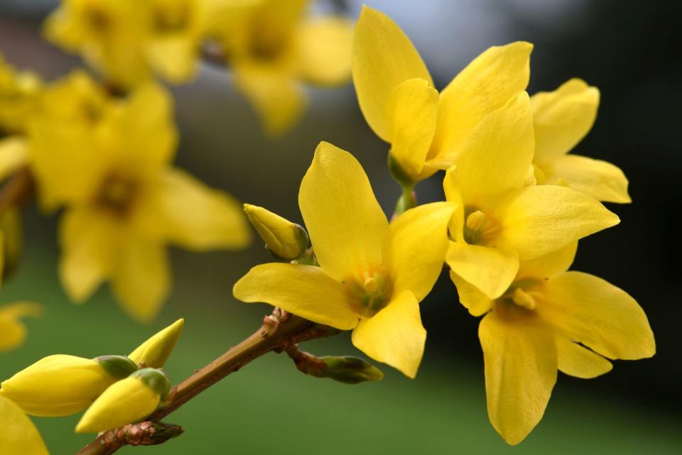 Forsythia