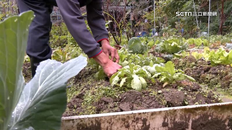 現代有許多民眾想體驗自己種菜，因此市民農園的出租也越來越搶手。