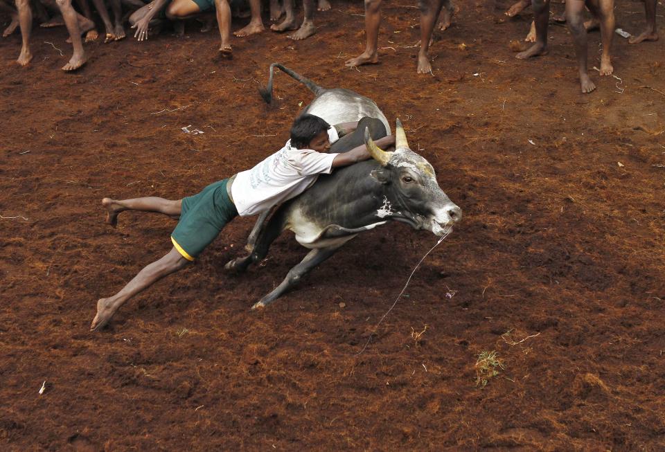 A villager tries to control a bull during a bull-taming festival on the outskirts of Madurai town