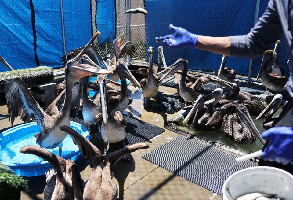 A carer at the Wetlands and Wildlife Care Center feeds starving pelicans on 14 May. Brown pelicans are currently a protected species after being at risk of extinction for decades (Getty Images)