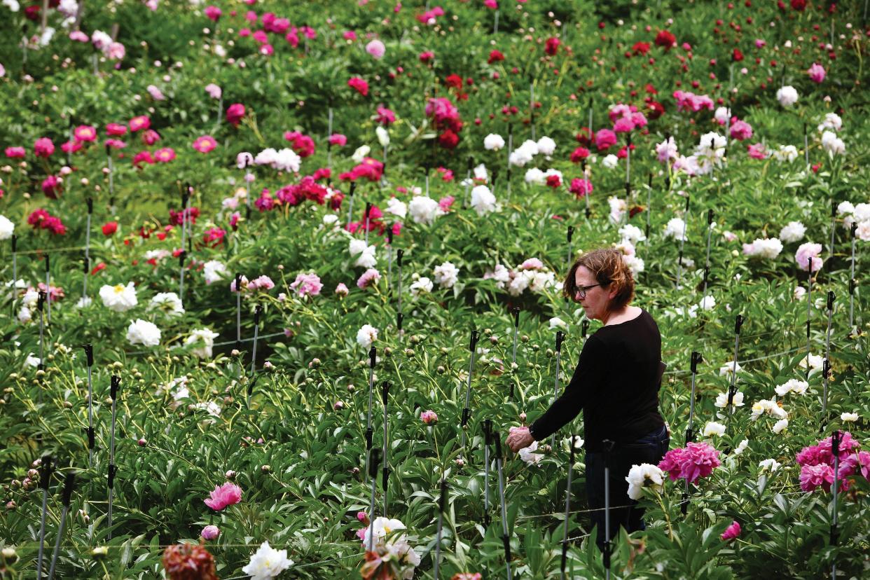 Peony grower Eugenia Harris inspects the blooms at Nicewicz Farm.