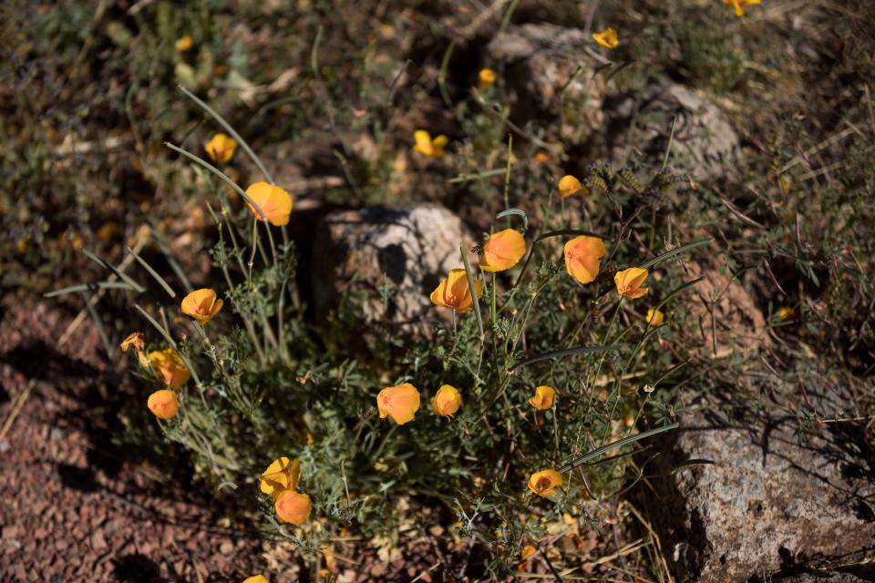 Poppies sprung up along a trail as El Pasoans walked through Castner Range National Monument on the last day of Poppies Fest in 2023. The fest returns this March.