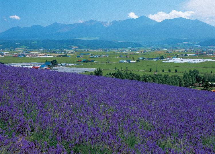 傳統薰衣草花田（照片提供：富田農場）