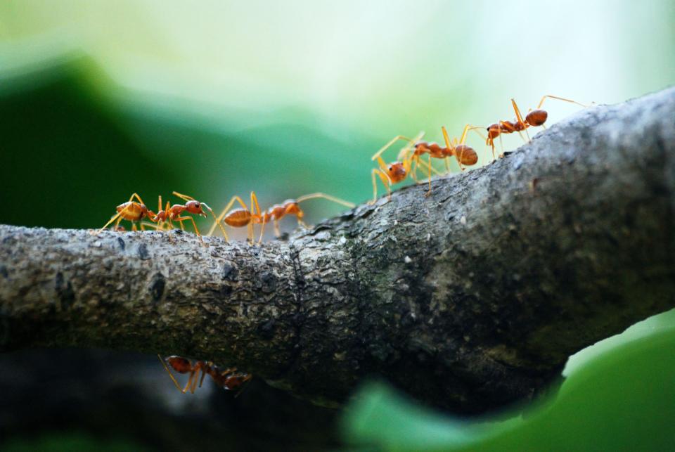美國有女子對紅火蟻有嚴重過敏，卻因誤踩蟻穴不幸生亡。（示意圖，Pexels）