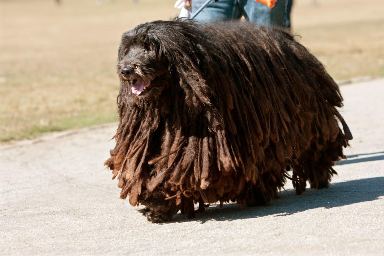 A large Bergamasco Italian sheepdog walks through a park