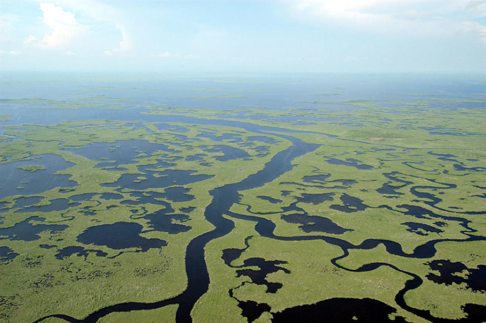 大沼澤地國家公園 (Photo by Everglades NPS from Homestead, Florida, United States, Wikimedia Commons提供, 圖片來源www.flickr.com/photos/evergladesnps/9247501763) 