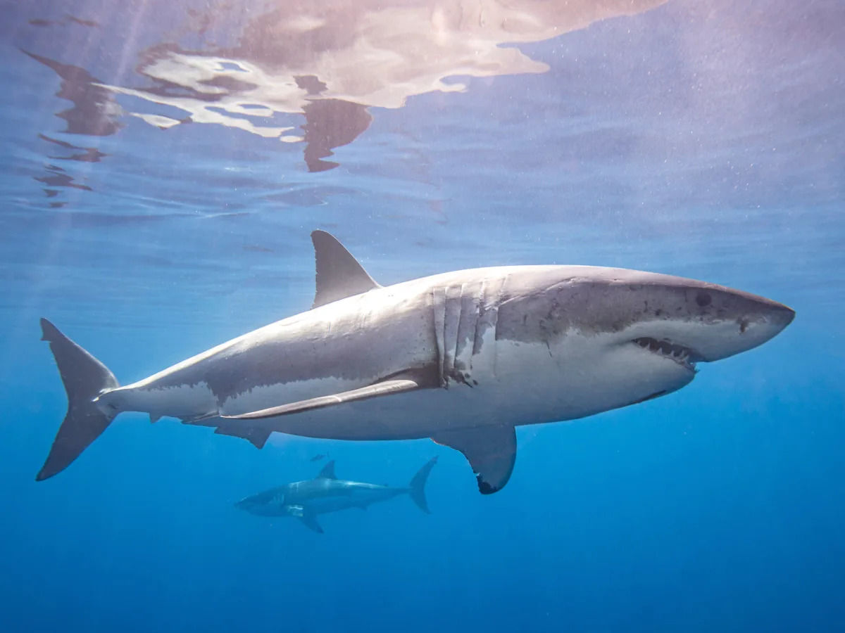 A gutted shark was found hanging from the rafters at a Florida high school in wh..