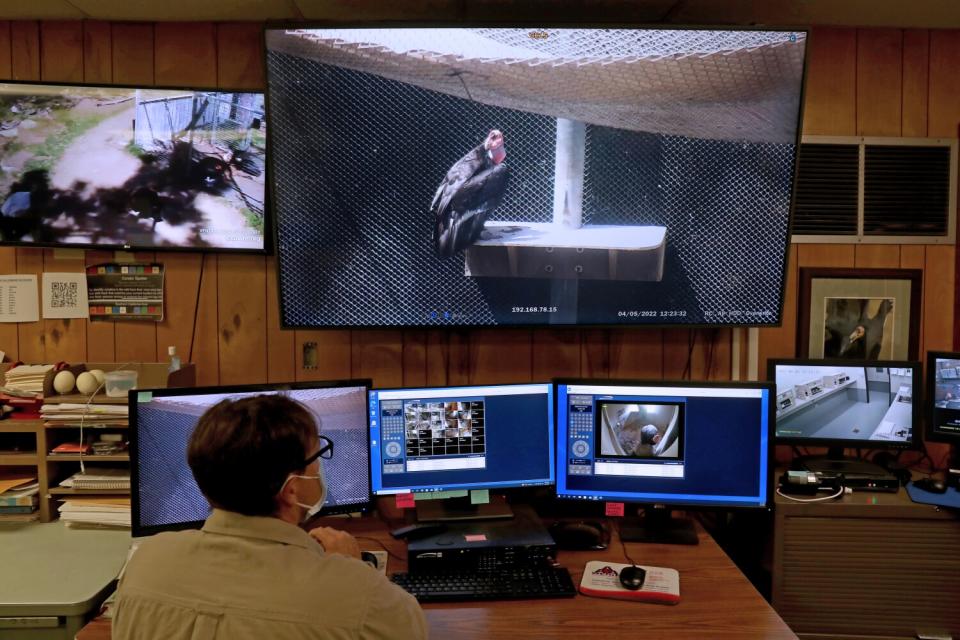 Mike Clark observes Tama, a breeding female condor, on a monitor in the California Condor Recovery Program at the L.A. Zoo