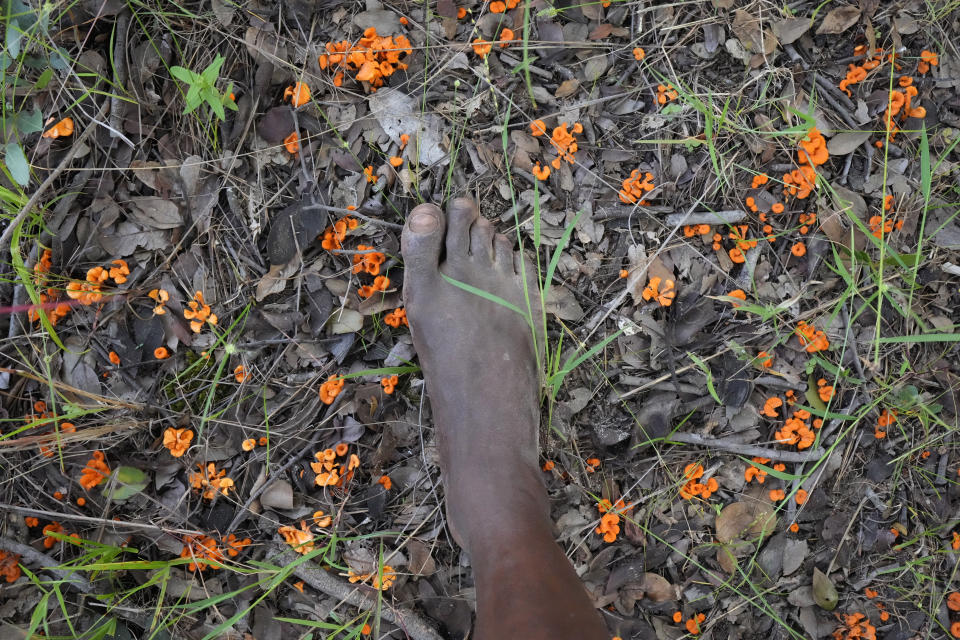 A man walks bare footed past a patch of wild mushrooms in a forest on the outskirts of Harare, Friday, Feb, 24, 2023. Zimbabwe’s rainy season brings a bonanza of wild mushrooms, which many rural families feast upon and sell to boost their incomes. Rich in protein, antioxidants and fiber, wild mushrooms are a revered delicacy and income earner in Zimbabwe, where food and formal jobs are scarce for many. (AP Photo/Tsvangirayi Mukwazhi)