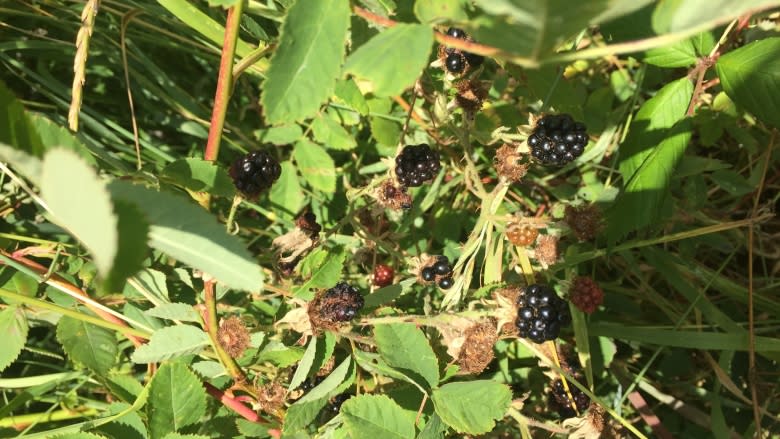 How to have a berry good time foraging this summer
