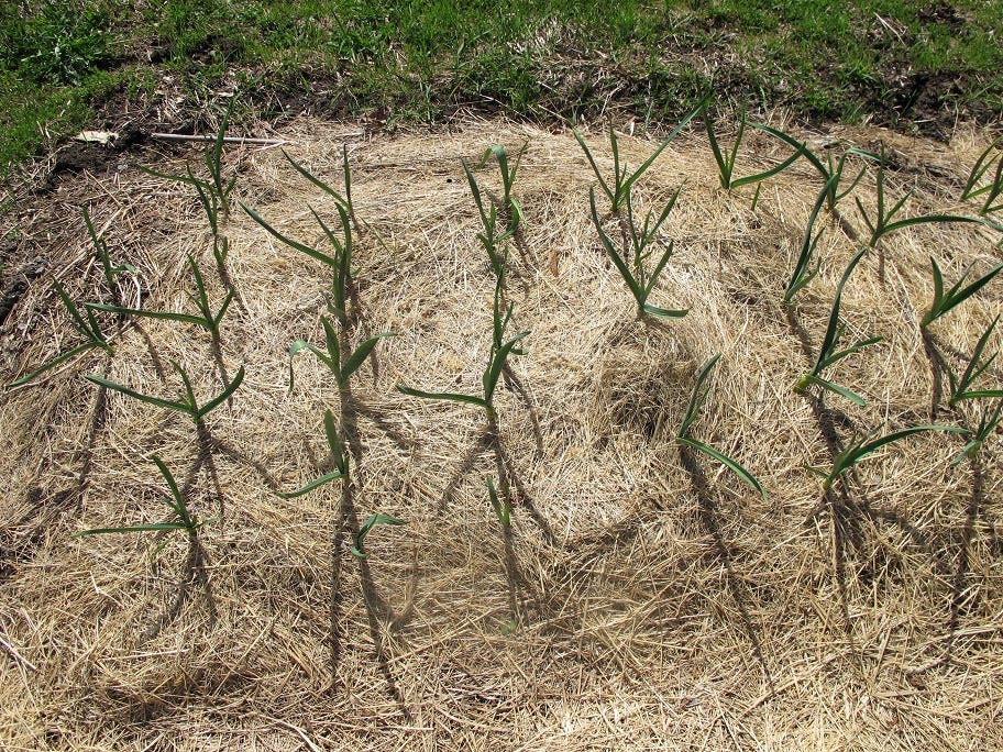 Garlic grows through the mulch, shown here in May.