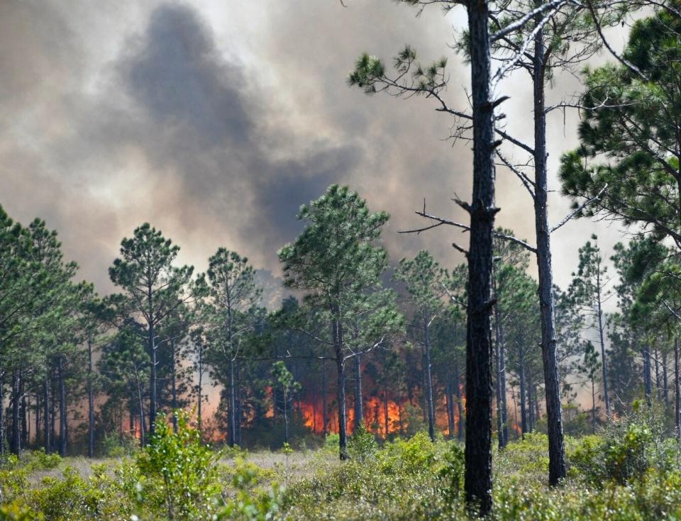 The Florida Forest Service battles a wildfire that stemmed from a prescribed burn conducted Friday in the Garcon Point area.